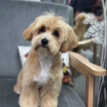 Psi: Maltipoo vrhunske genetike u registrovanoj odgaivacnici Bahu Djokovic — 1