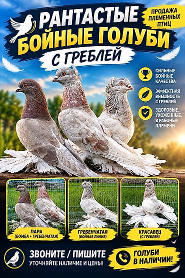 Рантастые бойные голуби с греблей. Вольерные (держал закрытыми не at lalafo.kg Рантастые бойные голуби с греблей. Вольерные (держал закрытыми не