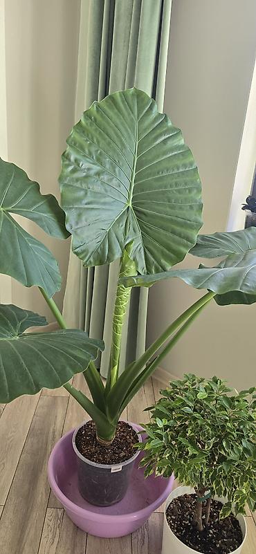 Алоказии: Алоказия крупноколистная (вероятно Alocasia macrorrhizos, «Слоновье — 3