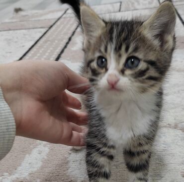 Коты: Котята в добрые руки 
2 месяца