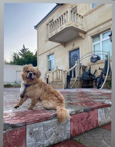 pulsuz itlər: Pekines, 1 il, Erkek, Pulsuz çatdırılma