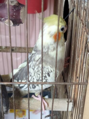 İtlər: Satıram korella quşları qiyməti 35-30 manat saglam quslardı .Продаю
