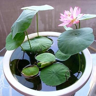 Semena i sadnice: 05. Seme Lotosa Cena:950din/5 semenki Za kućni Lotus potrebna vam je — 9