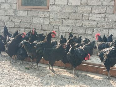 Toyuqlar: Toyuq, Yumurtalıq — 3