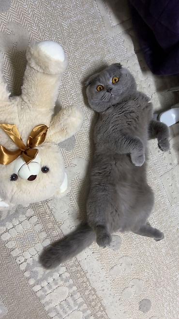 кошки шотландский: Шотландские котята (Scottish Fold/Scottish Straight) от домашней кошки — 4