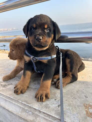 İtlər: Rotveyler, 1 ay, Erkek -da lalafo.az — 19 İtlər: Rotveyler, 1 ay, Erkek — 19