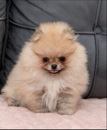 Psi: U ponudi dva steneta Pomeranca starosti 2 meseca.  Muzjak i zenka — 7