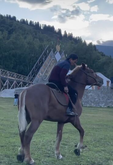 лошадь кыргызстан: Продаю | Конь (самец) | На забой, Для разведения, Рабочий
