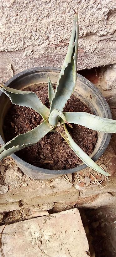 Ostale kućne biljke: Sobne i ukrasne biljke u saksijama – više vrsta - Syngonium — 4