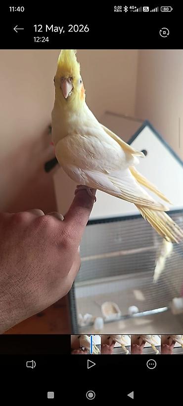 ordek yumurtası satışı: Məhsul: Sarı-albino nimfa tutuquşu (Cockatiel)yas. yarimliq. disi — 2