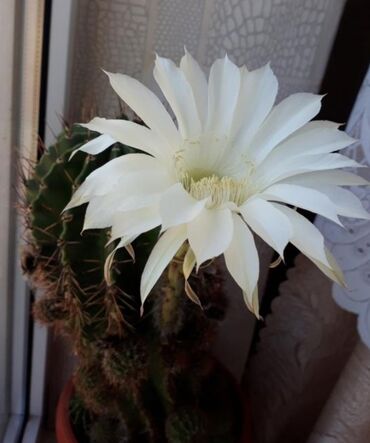 Другой декор и предметы интерьера: Распродажа Денежное дерево, толстянка, Поливать 1-2 раза в неделю — 14