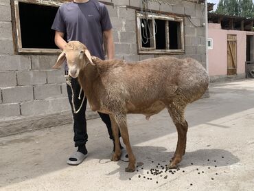шлейка для кошки: Один год Арашан
