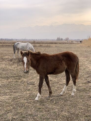 Лошади, кони: Продаю | Кобыла (самка) | Рабочий — 7