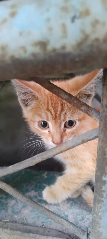 Коты: По просьбе ⬇️⬇️⬇️ Ищем дом два котика приблизительно 2-3 месяца