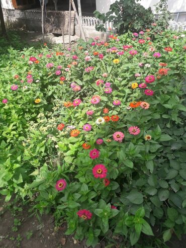 Günlük kirayə evlər: Tələbə oğlanlar və iş adamları, Hər şəraitli otaq. Sürətli internet -da lalafo.az — 11 Günlük kirayə evlər: Tələbə oğlanlar və iş adamları, Hər şəraitli otaq. Sürətli internet — 11