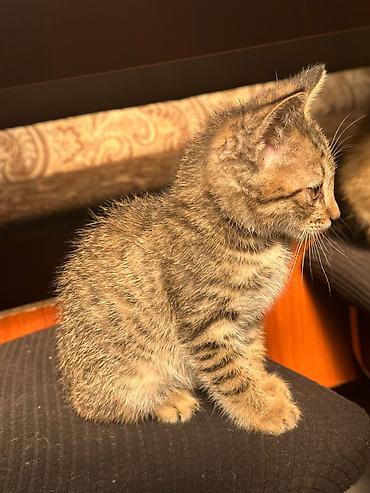 манчкин кошка: Кошка даром: Беспородная, 2 месяца, Мальчик, Приучена к лотку — 4