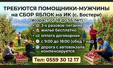 собирать малину: Требуется Сборщик урожая, Оплата: Сдельная, Питание — 1