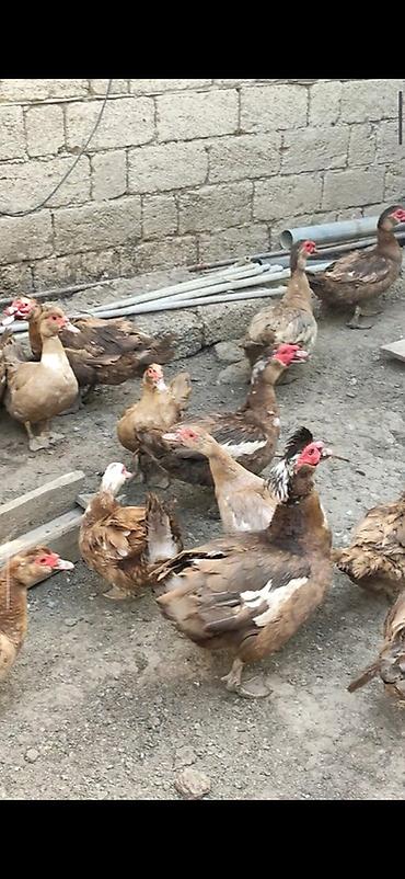 ordəyi: Krasnadar və lavanta sortu lal ördəy yumurtaları Tam mayalı və iri — 6