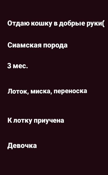 сколько стоит сиамская кошка в сомах: Кошка даром: Сиамская, 3 месяца, Девочка, Приучена к лотку