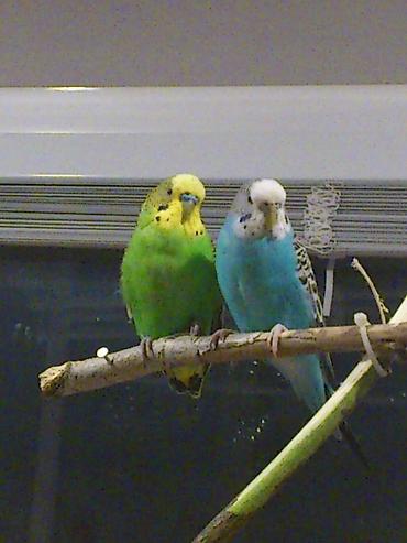 - Növ: Dalğalı tutuquşu (budgerigar) - İksi biryerde 40manat aşagi lalafo.az -da - Növ: Dalğalı tutuquşu (budgerigar) - İksi biryerde 40manat aşagi