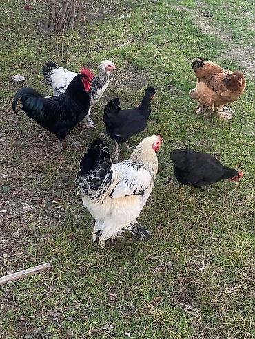 Toyuqlar: Toyuq, Brama, Damazlıq -da lalafo.az — 11 Toyuqlar: Toyuq, Brama, Damazlıq — 11