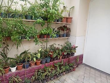 Həyət evləri və villaların satışı: 6 otaqlı, 420 kv. m — 1