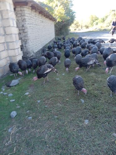 yerli cins inekler: Məhsul: Hind quşları (qara rəngli, yerli ferma bəslənməsi) Təsvir: -