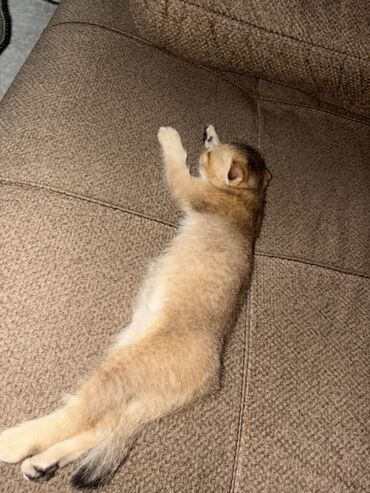 Pişiklər: Şotland yastı qulaq, Erkək, Yaxşı əllərə — 6