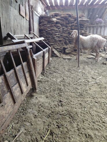 собаку в добрые руки: Продаю | Баран (самец)