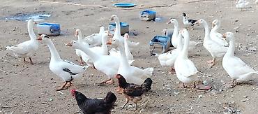 danisan qus: Bu ilin cavan quşları satılır. Hamısı cavandır və sağlamdır. Qazlar — — 5
