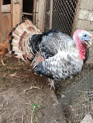 Hinduşkalar: Erkək, Damazlıq — 12