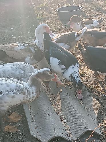 Продаю Индаутка Мускусные утки at lalafo.kg Продаю Индаутка Мускусные утки