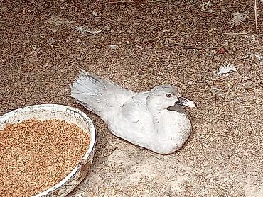 poodle satışı: Boz rəngli ördək - Lavda ördək 🦆 çıxti satışa 1 ay 15 günlük cinsi — 1