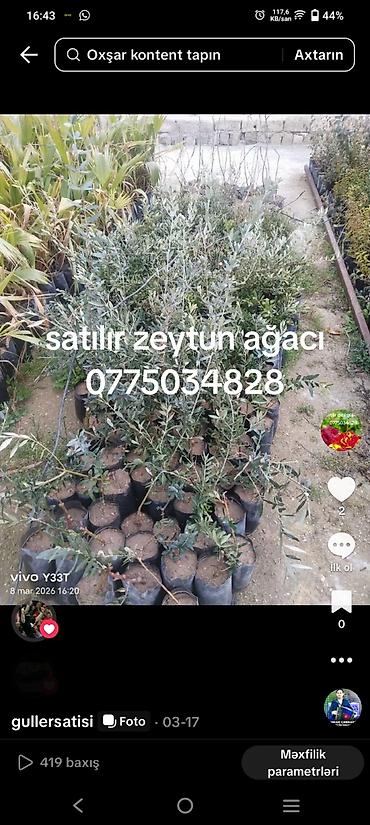 palid agaci: Məhsul: dekorativ və meyvə ağaclarının tingləri - Vaşinqton xurması — 4