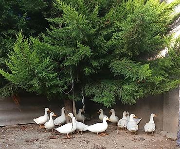 kənd təsərrüfatı heyvanları: Salam,kalduk ördəkləri satılır.Ağ rəngli kiçik mini — 4