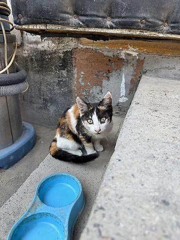 Отдам котят бесплатно мальчик и девочка