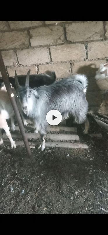 sabuncu quş bazarı: Boz rəngli, uzun tüklü erkək keçi - Güclü buynuzlu, sıx və parlaq — 1