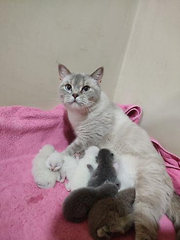 Pişiklər: Britan -da lalafo.az — 8 Pişiklər: Britan — 8