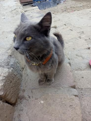 maine coon pişik: Boz rəngli pişik – qızılı gözlər, qısa-orta uzunluqda tüklər, uzun — 3