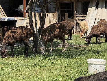 Баран, овца: Продаю | Баран (самец) at lalafo.kg — 12 Баран, овца: Продаю | Баран (самец) — 12