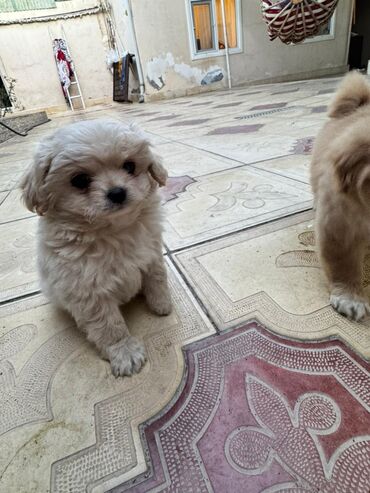 İtlər: Pekines, 2 ay — 6