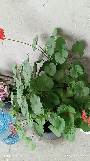 ətirşah bitkisi: Qırmızı çiçəkli sardunya (geranium) – qapalı/açıq məkan üçün bəzək — 1