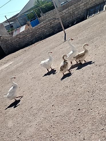 Qazlar: 1 erkek 4 dişi qaz satilir 5i birlikde 200 azn sonudur ciddi alıcılar — 3