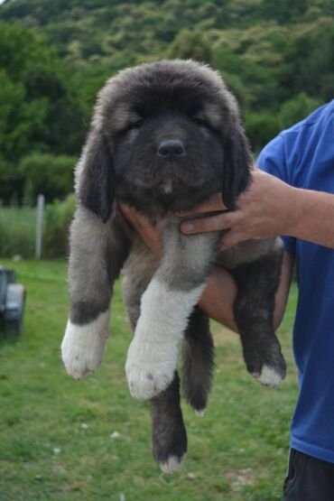 Psi: Odgajivačnica "Joxateam kennel" prodaje štenad Kavkaskog ovcara od — 6