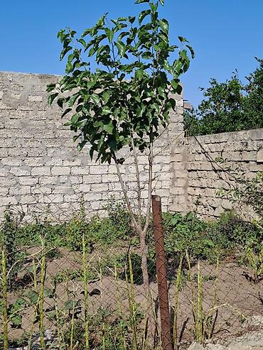 Torpaq sahələrinin satışı: 12 sot, Tikinti, Mülkiyyətçi — 11