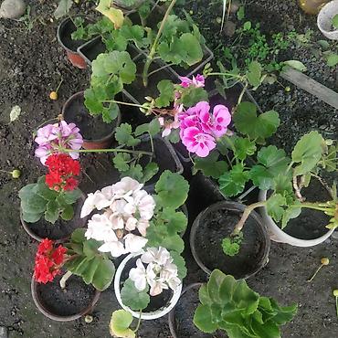 Пеларгония (герань) в горшках + пеперомия вариегатная (Peperomia