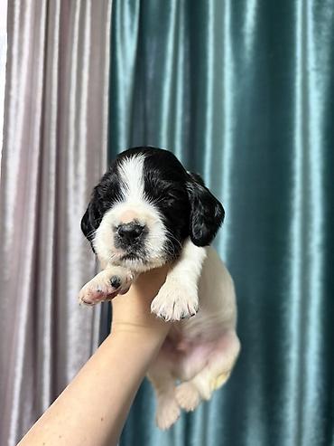 Продажа собак: Русский охотничий спаниель! Предлагаются к бронированию щенки — 2