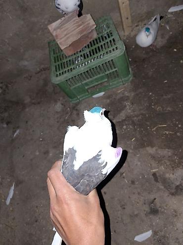 keci seki: Göyərçin – dekorativ və uçuş üçün əlverişli növ - Rəng: əsasən ağ — 1
