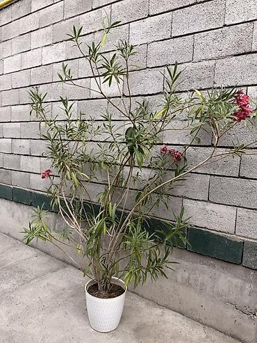 Фикусы: Комнатные растения в кашпо 1) Фикус эластика (Ficus elastica — 3