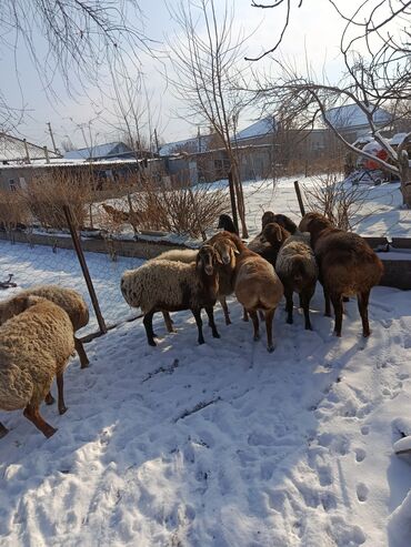 Баран, овца: Продаю | Овца (самка) | Арашан | Для разведения | Котные — 5